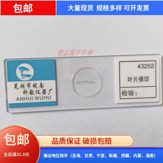 43552人血细胞装片43252叶片横切43253叶片气孔切片盒小学科学