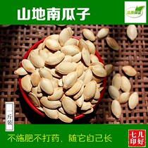 Pumpkin seeds cooked Anhui Anqing local specialty office snacks mountain pumpkin farmhouse fried Original Flavor Crispy