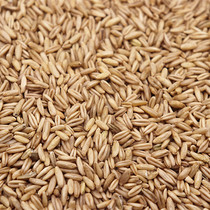 Oatmeal rice Bird food Bird food Bird wheat Wild wheat oat kernel Budgerigar Peony Xuanfeng 5 pounds