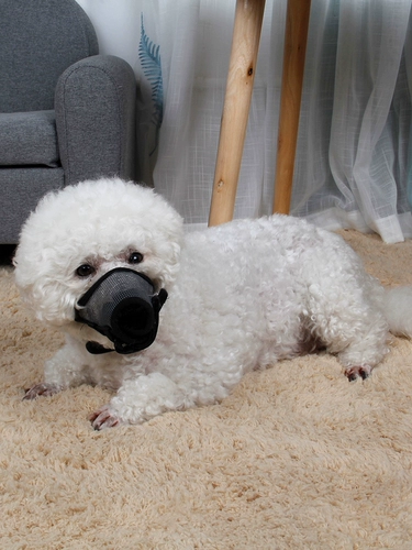 Крышка рта собаки может пить воду, чтобы предотвратить укус и предотвратить ошибочную маску, чтобы отрегулировать небольшую, среднюю, большую, большую кора собаки.