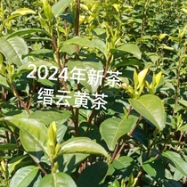 2024 Jinyun Yellow Tea Zhejiang New Tea Green Tea Longjing Tea Ucow Morning Tea Milk White Tea Black Tea