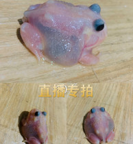 Live special shot climbing pet horned frog tree frog