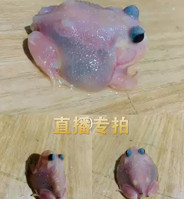 Live special shot climbing pet horned frog tree frog