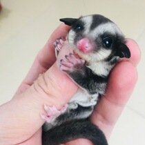 Honey bag glider live flying squirrel cub baby honey kangaroo cute pet Net red honey honey pear larvae