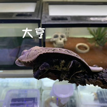 Ciliary horns of live pets Gouya Shougong reptiles live non-conservation blonde Halloween double red