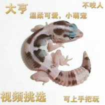 Larvae live pets easy to raise reptiles Mini small alternative cute adult BAO WEN guard live larvae