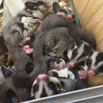 Self-made punk baby baby honey goalkeeper small flying Rat Cub baby honey kangaroo cute pet Net red honey