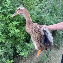 Authentic Tuck Ducks Now Kill Ducks duck Duck Motherduck Meat Ecological Ducks Old Ducks loose and put up with water duck soil