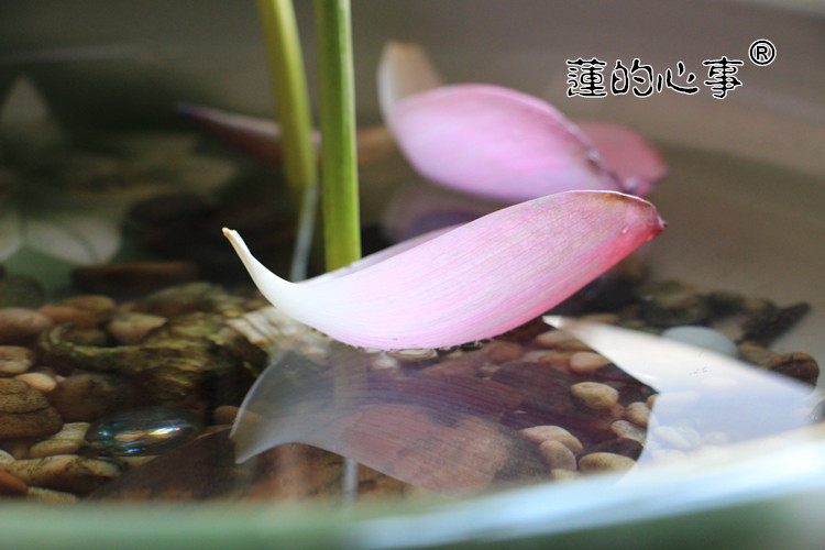 Accessoire cheveux en autre - Ref 1202931 Image 10