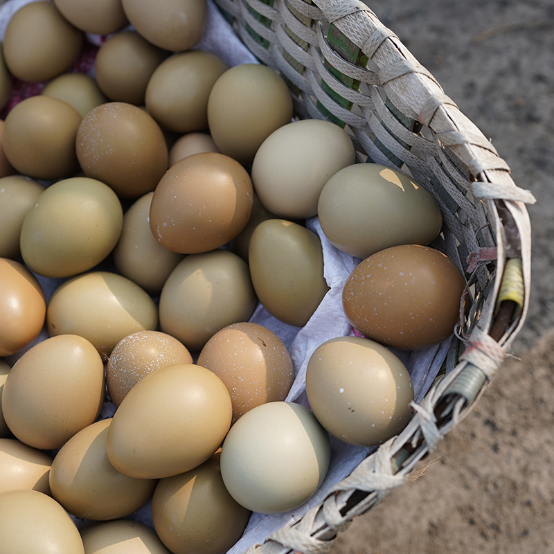 Seven Colorful Mountain Eggs from Yuhuangmiao Town in Shang River County, 50 Pheasant Eggs Fresh Egg the same day