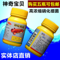 Taiwan Pokémon highly concentrated nitrifying bacteria photosynthetic viable bacteria 40g dry powder nitrifying bacteria