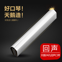 Swan 24-hole polyphonic accent echo harmonica C tune advanced adult beginner student introductory professional performance level