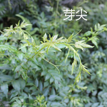 2021 Zhangjiajie Xinmao Yanmao Tea buds Wild Dragon beard Berry Tea Longevity Vine Tea Premium throat plum tea
