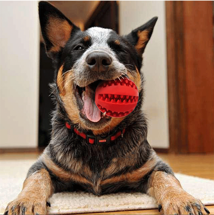 Golden Retriever Toy Ball Large Dog Pet Toy Cắn Mèo Teddy Molar Toy Dog Toy Bàn chải đánh răng đồ chơi cho chó ngứa răng