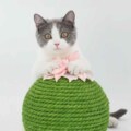 Amy宠物家