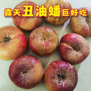 [25年新鲜油蟠桃当季水果丑扁桃儿黄金油蟠桃农家露天脆甜桃子包邮]