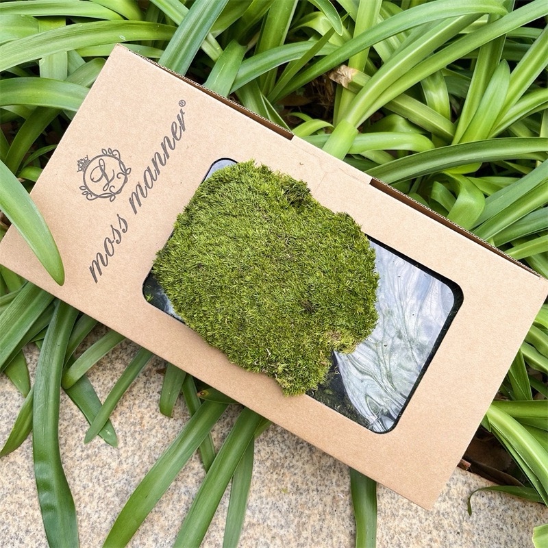 Everlasting White Moss Block Multicolored Moss Indoor Background Wall Landscape Plant Landscaping Artificial Moss Decorative Moss