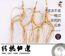 Changbai Mountain ginseng Ginseng Moving mountain ginseng for about 15 years Mountain ginseng Forest ginseng Northeast Ginseng brewing wine