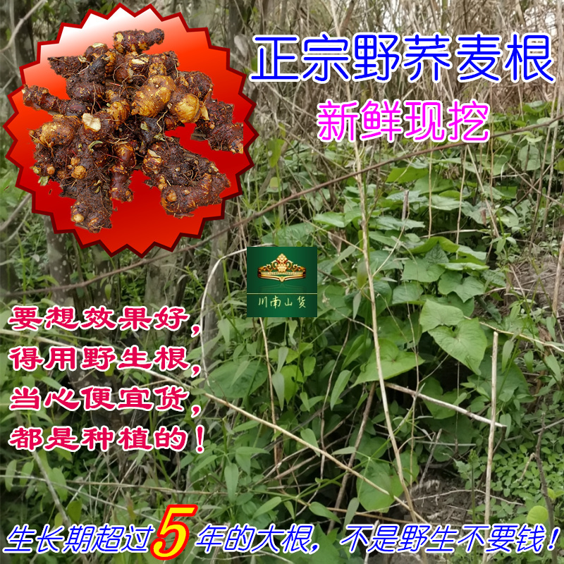Authentic Fresh Wild Buckwheat Root from Sichuan, Golden Buckwheat Root, Wild Southern Buckwheat, Free Shipping, Chinese Medicinal Herb