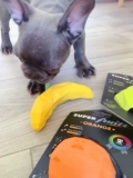Sara Pet American Zeedog изучение благословения/геометрической собаки, игрушек, собак, фруктов и дрредитированных ставок