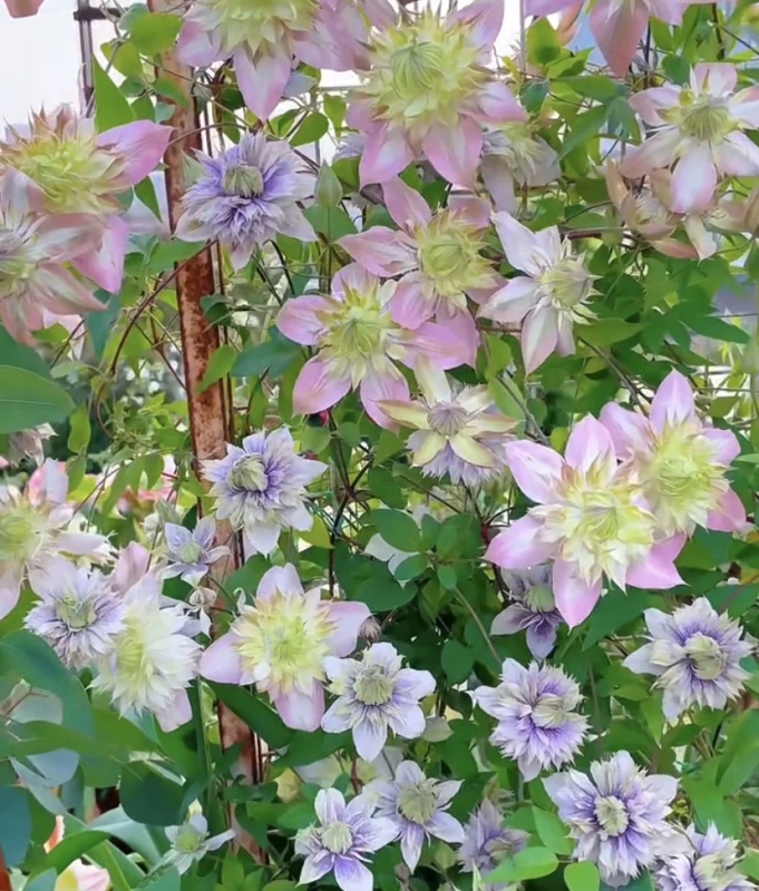 Early Morning Reflection of Huachuan Dr. Jielie's Clematis'Glazed Purple' Climbing Vine Hanging Potted Plant Seedlings and Green Plants for Outdoor Use