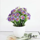 Весенний Cao Chrysanthemum Purple