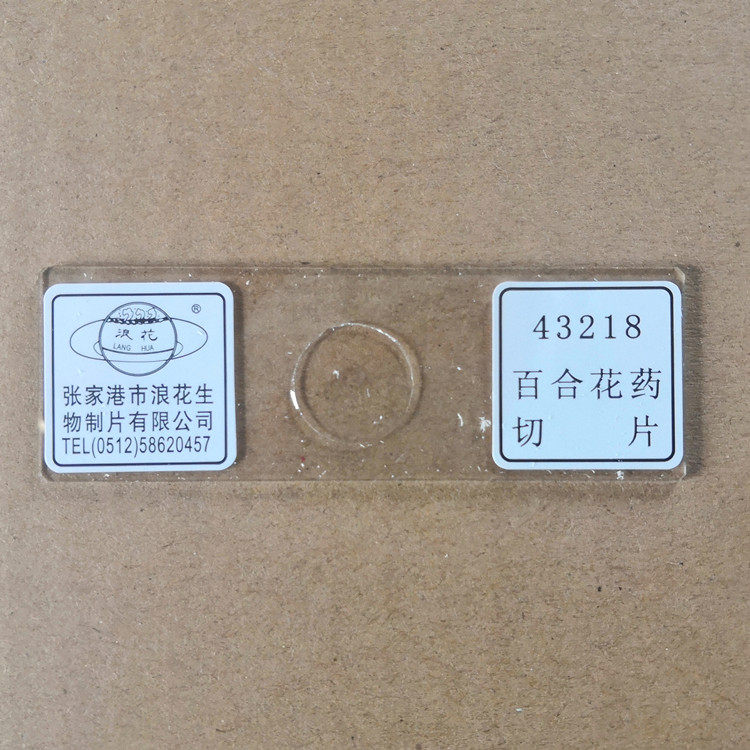 43218百合花药切片 浪花牌 生物显微镜装片玻片涂片 教学仪器