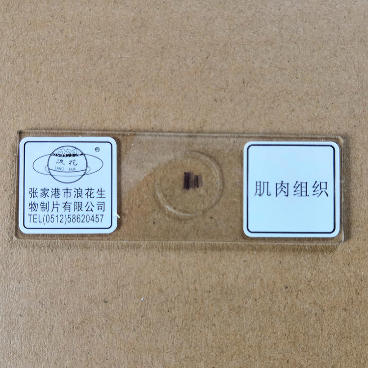 肌肉组织 人体四大组织切片 浪花牌永久装片 生物实验室玻片涂片