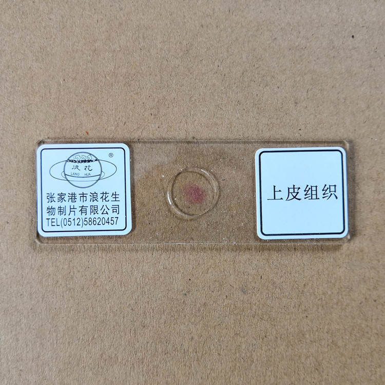 上皮组织 人体四大组织切片 浪花牌永久装片 生物实验室玻片涂片