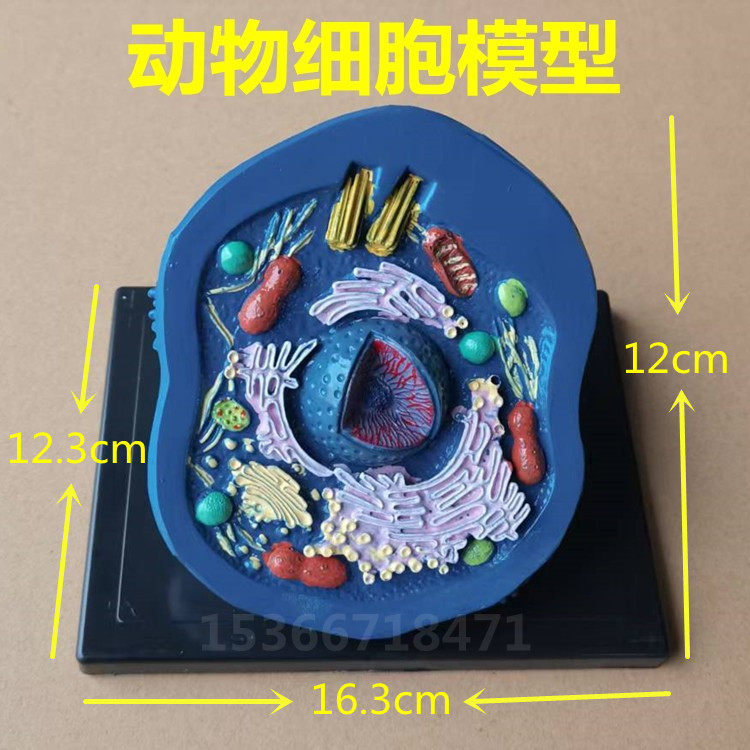 动物细胞模型 初高中生物结构教具教学仪器