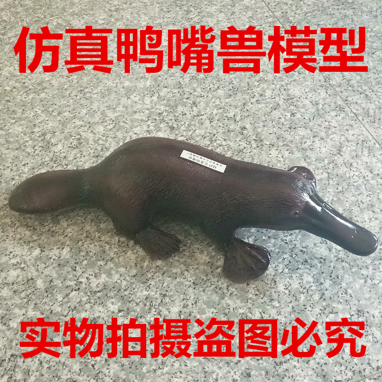仿真鸭嘴兽模型 生物教学仪器