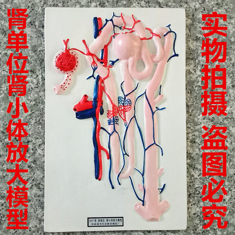 J3317 肾单位肾小体放大模型 生物教学仪器