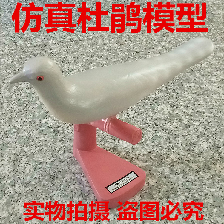 仿真杜鹃3240 生物标本模型 教学仪器