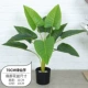 Cây giả nhỏ giọt Guanyin cây xanh mô phỏng cây sàn chậu trong nhà phòng khách hoa cây cảnh nhựa giả hoa trang trí - Hoa nhân tạo / Cây / Trái cây cây đào giả
