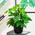 Mô phỏng cây trồng trong chậu hiển thị hoa giả cây xanh trang trí biển bream lá tía tô trong nhà màu xanh lá cây bonsai trang trí hoa nhựa - Hoa nhân tạo / Cây / Trái cây