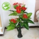 Cây giả hoa anthurium hoa giả chậu hoa trồng sàn lớn cây xanh giả trang trí phòng khách trang trí nội thất nhà máy mô phỏng - Hoa nhân tạo / Cây / Trái cây