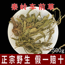 Qinling wild plantain 500g Chinese herbal medicine plantain dried fresh whole root bag tea water to drink Tongrentang