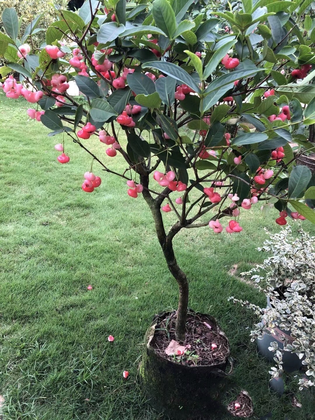 黑金刚莲雾黑糖新品种迷你莲雾嫁接苗包邮海南发货有何特别之处