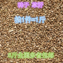 Barnyard grass seed bird food ten sisters Pearl bird eating bird bird food grass seed water 1kg