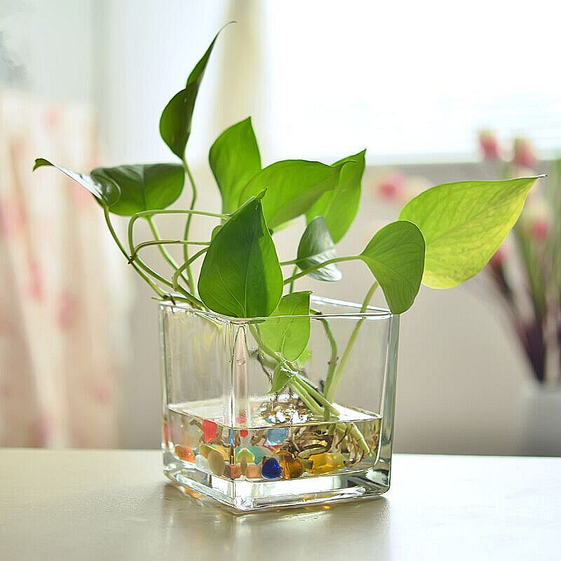 Glass vase transparent square cylinder small desktop flower pot hydroponic green dill square thickened water plant container