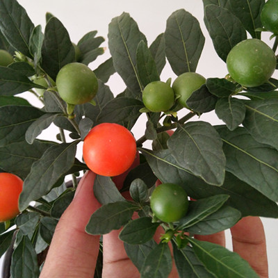珊瑚樱盆栽室内阳台盆栽花卉植物珊瑚豆看樱桃吉庆果观果植物包邮