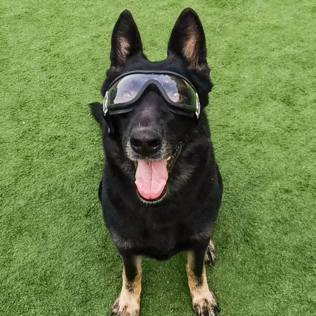 Pet Goggles Working Dog Transparent Glasses Waterproof Windproof Snowproof Ultraviolet Large Dog Horse Dog German Shepherd Glasses