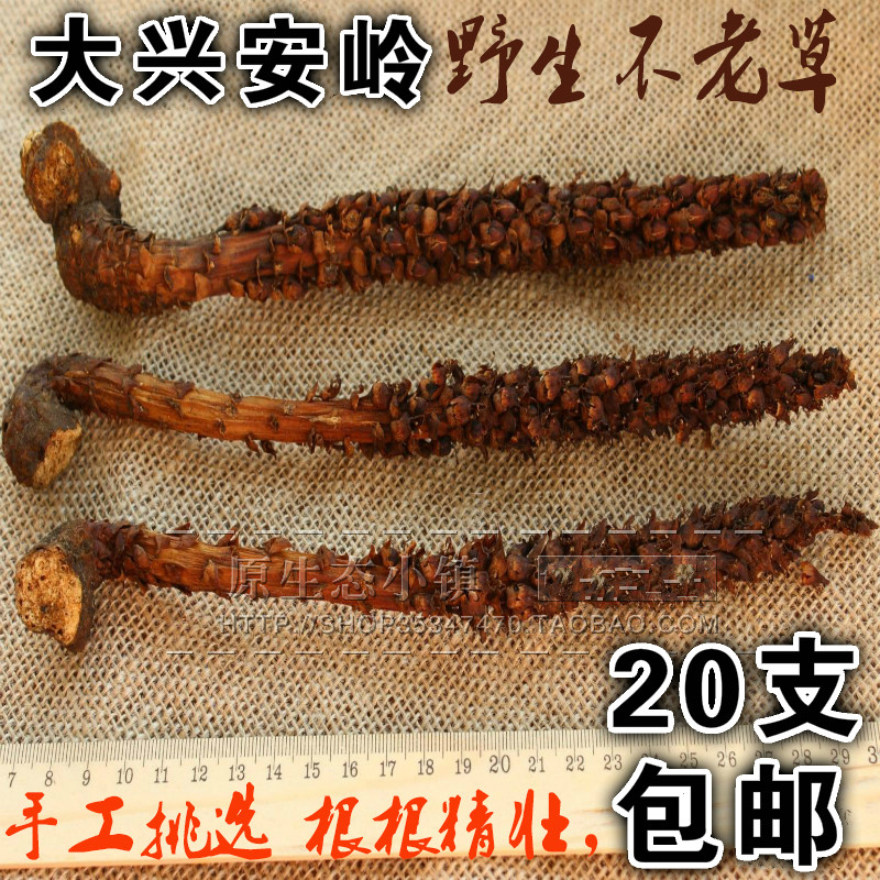 Daxing'anling specialty wild Dingtianzhu cistanche cistanche is not old grass bubble wine seasoning 20 pieces can be