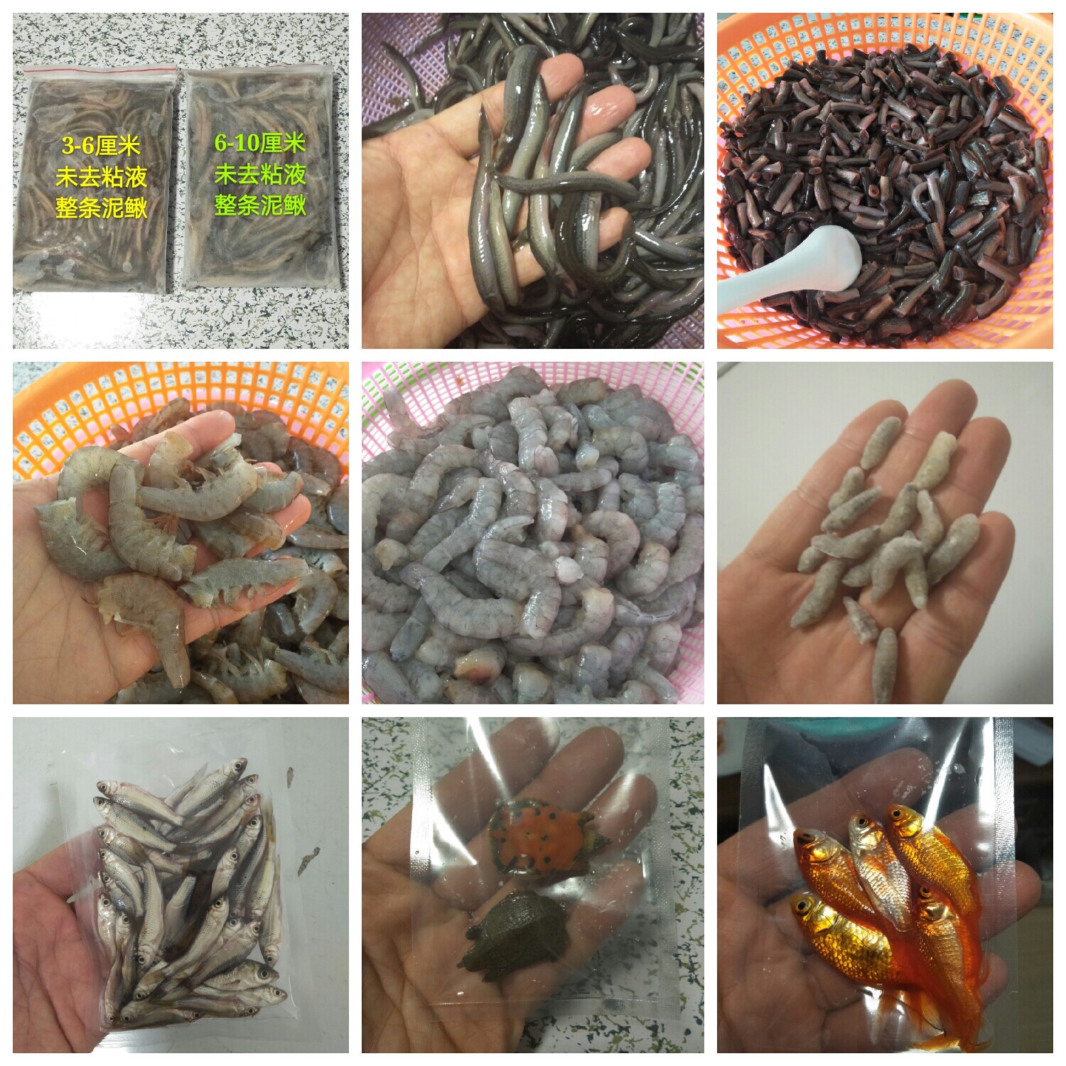 Forest Frog Grass Golden Frozen Freshwater River Shrimp Shrimp Meat ...