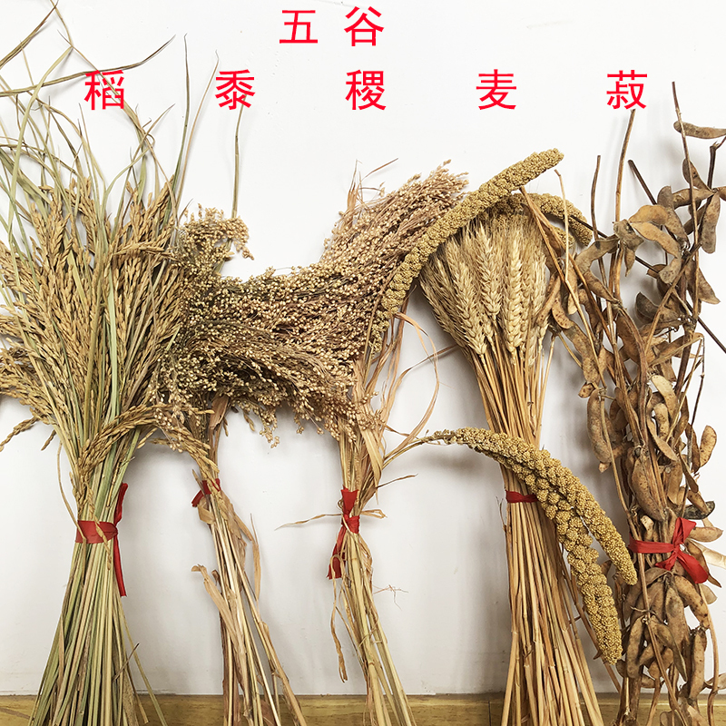 Grains, Dried Flowers, Rice, Millet, Wheat, Soybeans, Moving to a New Home, Crop Decoration, Wheat Ears, Rice, Sorghum, Wheat, Soybeans Grains, Dried Flowers, Rice, Millet, Wheat, Soybeans, Moving to a New Home, Crop Decoration, Wheat Ears, Rice, Sorghum, Wheat, Soybeans
