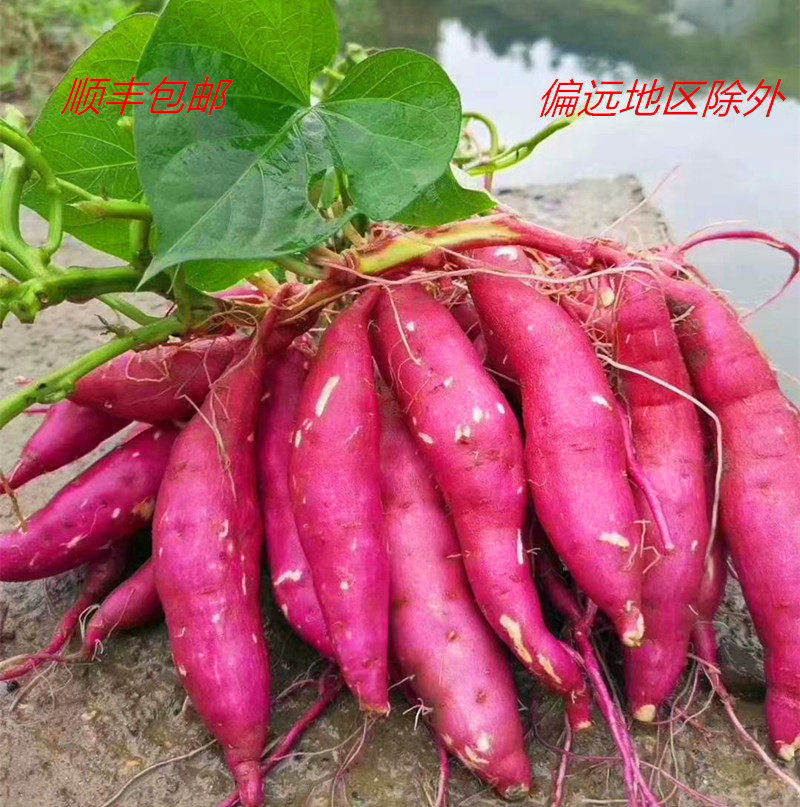 Now Dig authentic Linan Tianmu Mountain farmhouse small sweet potato small sweet potato ground melon 5 catty with egg yolk