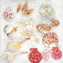 Natural Shells SeaStar Suit Naughty Photography Pendulum Pieces of Wind Ornaments Shoot to Decorate Cosmetic Photo Props
