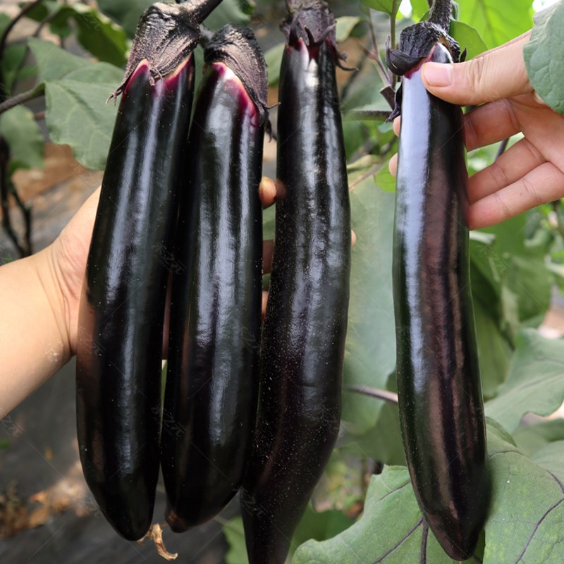 Shouguang vegetable seeds black noble long eggplant vegetable seeds spring autumn and winter four seasons seed eggplant seedlings