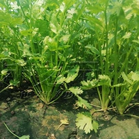 Big Leaf Coriander 5 Catties доступной установки