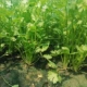 Big Leaf Coriander 5 Catties доступной установки
